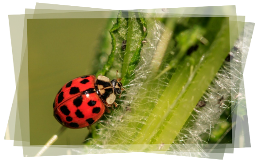 giardiniere e pesticidi giardiniere e pesticidi